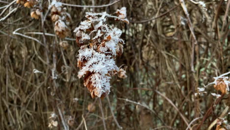 Closeup-of-a-frozen-branch-covered-with-ice-sticking-out-from-the-bush-in-December