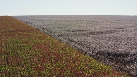 Aerial-drone-shot-flying-over-a-cotton-field-next-to-a-cornfield-in-rural-Brazil