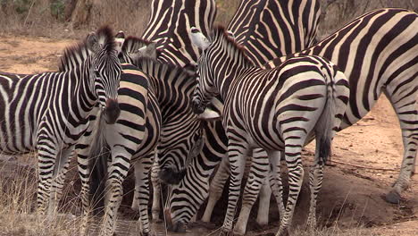 Eine-Herde-Zebras-Drängt-Sich-Zusammen,-Um-Bei-Trockenen-Bedingungen-In-Afrika-Aus-Einem-Flachen-Wasserbecken-Zu-Trinken