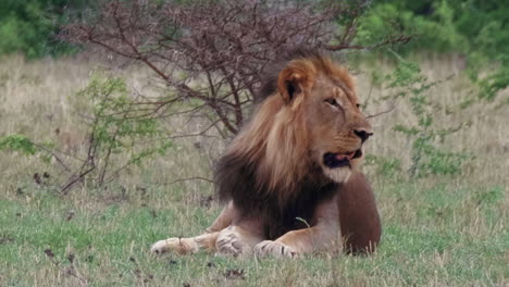 Black-maned-Lion-Resting-On-The-Green-Grass-In-Nxai-Pan-In-Botswana-Near-The-Bare-Bush---Closeup-Shot