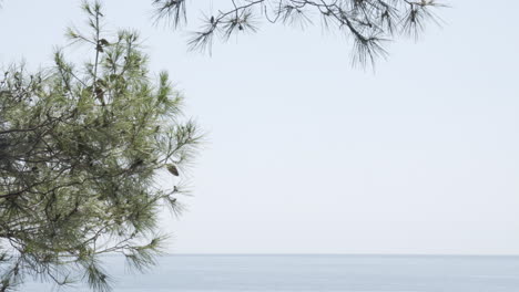 Pine-tree-with-seascape,-still-shot,-for-background,-lots-of-copy-space
