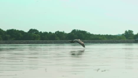 Crane-flying-quickly-aboce-surface-of-lake,-Slow-Motion