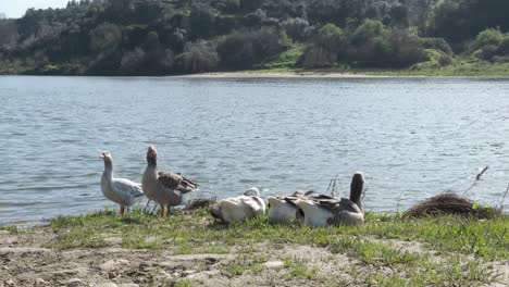 Several-greylag-goose-and-ducks-standing,-sitting-and-resting-together-on-green-grass-by-sandy-beach-by-lakeside-water-edge-on-sunny-day,-static