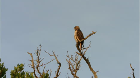 young-hawk-sits-on-tree-branch