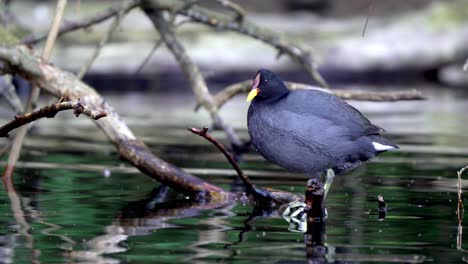 Close-up-shot-of-a-red-fronted-coot-perching-on-a-branch-over-a-pond