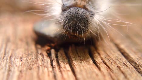 Extreme-macro-close-up-and-extreme-slow-motion-of-a-Western-Tent-Caterpillar’s-head-walking-towards-camera-and-walking-over-a-nail-on-a-board