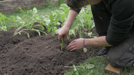 Young-gardener-transplanting-turnips-into-soil
