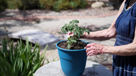 Una-Hermosa-Anciana-Jardinera-Plantando-Una-Planta-De-Tomate-Orgánico-Con-Sombrero-Y-Vestido-De-Sol-A-Cámara-Lenta