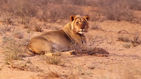 Male-African-Lion-looks-up-from-his-grooming-and-towards-the-camera