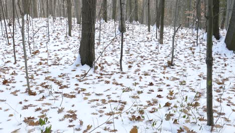 Natural-phenomenon-of-autumn-leaves-falling-on-ground-after-the-first-snow