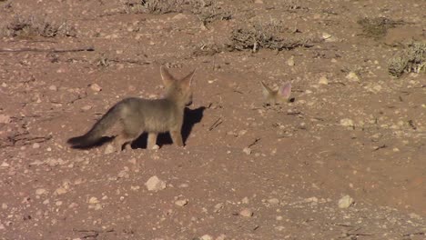 Cute-Cape-Fox-pups-play-hide-and-seek-in-arid-Kalahari-fox-holes