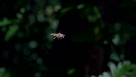 Mimic-fly-flying-in-front-of-green-plants-in-nature,close-up-slow-motion-shot