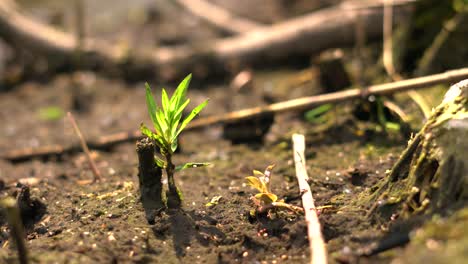 4k-Kleine-Grüne-Pflanze-Wuchs-Durch-Den-Boden,-Hoffnung,-Glaube,-Sonnig