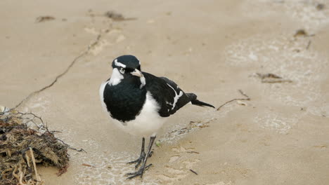 Mudlark-inspecting-the-beach-for-food-in-the-sand