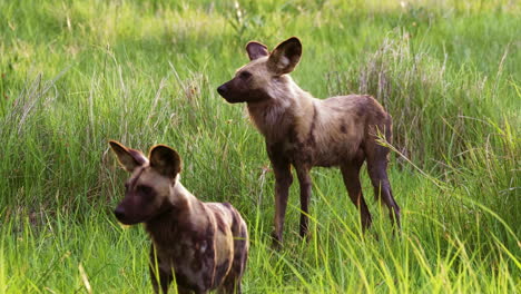 Dos-Perros-Salvajes-Africanos-De-Pie-En-La-Hierba-Alta-En-El-Delta-Del-Okavango-En-Botswana