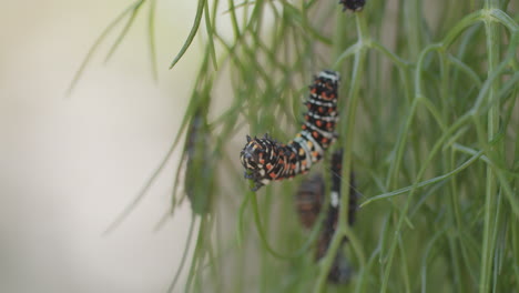 Macro-shot-of-an-immature-swallowtail-butterfly-caterpillar-as-it-eats-the-end-of-a-branch-of-anise