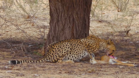 Ein-Hungriger-Gepard,-Der-Sich-Neben-Den-Bäumen-In-Der-Kalahari-Wüste,-Südafrika,-Von-Einem-Toten-Springbockkalb-Ernährt---Nahaufnahme