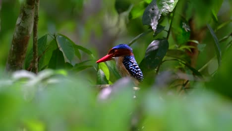 A-tree-kingfisher-and-one-of-the-most-beautiful-birds-found-in-Thailand-within-tropical-rain-forests