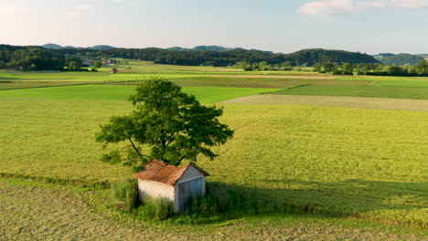 Flyover-aerial-view-of-rural-landscape-with-barn-under-a-large-tree,-surrounded-with-fields-and-meadows-illuminated-by-the-morning-sun