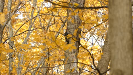 Bright-yellow-fall-forest-is-home-to-the-great-pileated-woodpecker-of-Canada