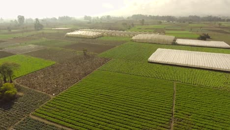 Scenic-View-Of-Rows-Of-Crops-In-The-Lush-Agricultural-Field---aerial-drone
