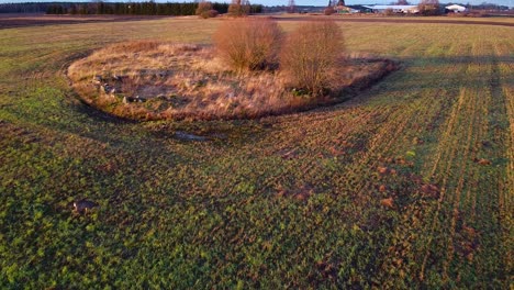 Aerial-view-at-two-European-roe-deer-eating-calm-at-open-field-in-sunny-autumn---winter-day,-golden-hour,-wide-angle-establishing-drone-shot-moving-forward