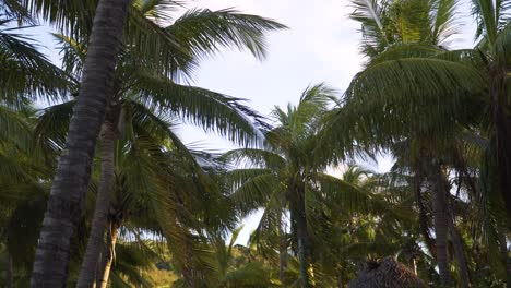 Tropical-palm-trees-swaying-in-wind-on-deserted-island,-dolly-in,-gimbal-shot