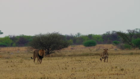 León-De-Melena-Negra-Caminando-Con-Una-Leona-Orinando-En-La-Hierba-En-Kgalagadi,-Botswana