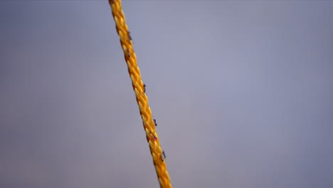 CLOSE-UP-Ants-Climbing-Up-Thin-Orange-Rope