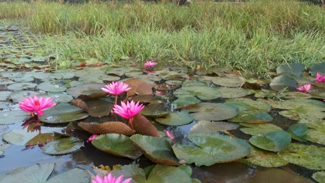 Beautiful-red-water-lily-flower-in-group-,Morning-shot,lily-pads,Big-flowers