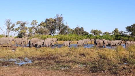 Eine-Große-Herde-Afrikanischer-Elefanten-Genießt-Ein-Kühles-Bad-Im-Wasserloch