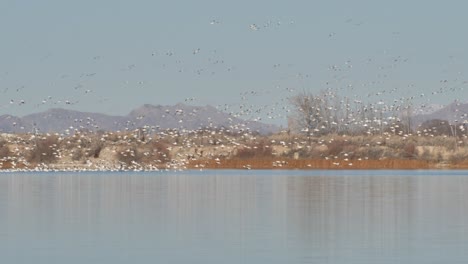 Snow-geese-gather-during-the-northern-migration-and-fly-by-the-hundreds-or-thousands-over-a-lake-in-the-mountains