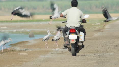 Ein-Schwarm-Offenschnabeliger-Störche-Wird-In-Indien-Von-Einem-Vorbeifahrenden-Fahrrad-Gestört-Und-Fliegt-Davon.-Der-Druck-Auf-Die-Tierwelt-Ist-Allgegenwärtig