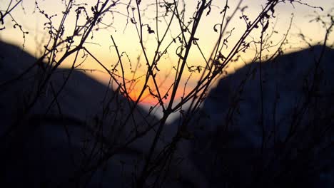 Silhouettenzweige-Und-Sonnenuntergang,-Halbmondbucht