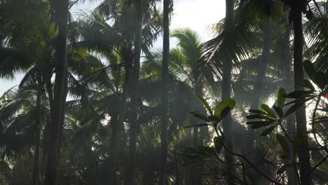 Rauch-Füllt-Die-Luft-Und-Schafft-Einen-Verschwommenen-Blick-In-Den-Tropischen,-üppigen-Dschungel-Mit-Sonnenstrahlen