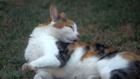 Cat-Licking-Its-Back-To-Clean-Itself,-SLOW-MOTION