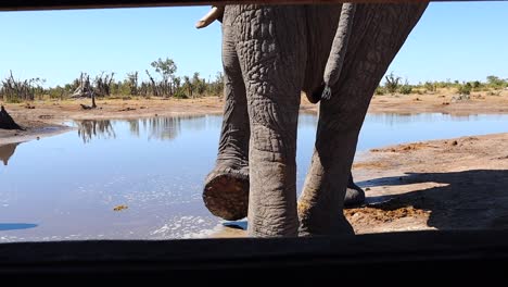 Nahaufnahme-Eines-Afrikanischen-Elefanten-An-Der-Wasserstelle-Aus-Dem-Fotorollo