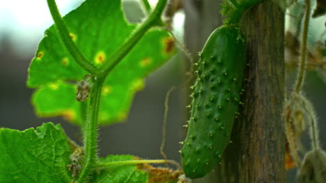 Prickly-cucumber-growing-on-the-vine-against-a-wood-slab