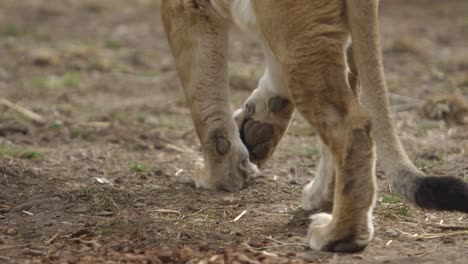 lion-paws-walking-in-dirt-slow-motion