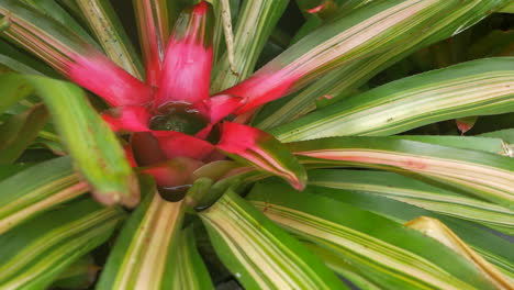Nahaufnahme-Einer-Neoregelia-Pflanze-Mit-Roter-Mittelblume