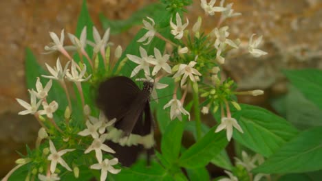 Black-butterfly-wth-green-stripe-moving-in-slow-motion,during-pollination-process-on-flower