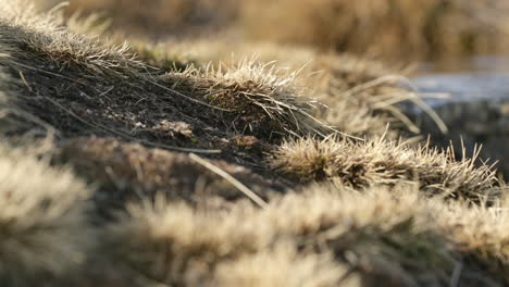 Burnt-Grass-Near-The-Water-Flowing-From-Snowing-In-Serra-Da-Estrela,-Portugal---rack-focus-panning-shot