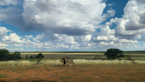 Alter-Löwe-Mit-Schwarzer-Mähne,-Der-Unter-Bewölktem-Himmel-über-Das-Trockene-Feld-Im-Kgalagadi-Transfrontier-Park-In-Botswana-Läuft-–-Totale