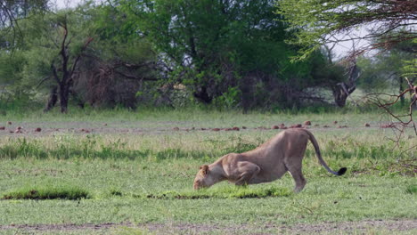Teleaufnahme-Einer-Löwin,-Die-Aus-Einem-Teich-Im-Nxai-Pan-Nationalpark-In-Botswana-Trinkt