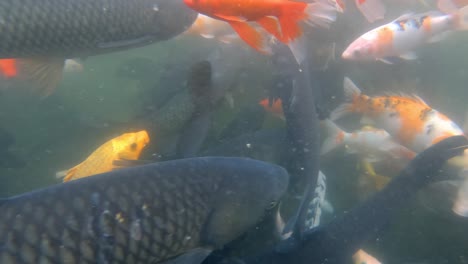 Video-Subacuático-De-Un-Colorido-Pez-Naranja-Rojo-Dorado-Y-Amarillo-Nadando-En-Un-Pequeño-Estanque-De-Lago-Profundo,-China