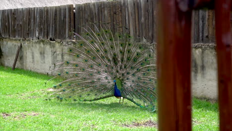 Wide-shot-of-a-male-peacock-displaying-its-tail