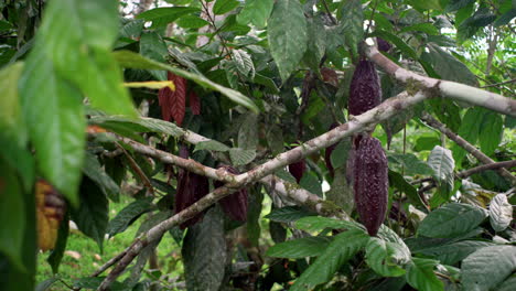 Slow-pan-shot-of-growing-brown-cacao-fruit-hanging-in-cacao-tree