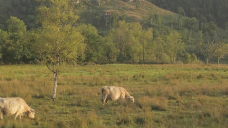 Highland-cattle-grazing-open-pasture