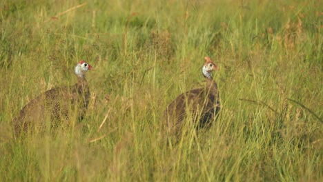 Two-Helmeted-Guineafowl-Bob-Heads-to-Peck-Seeds-off-Tall-Swaying-Grass