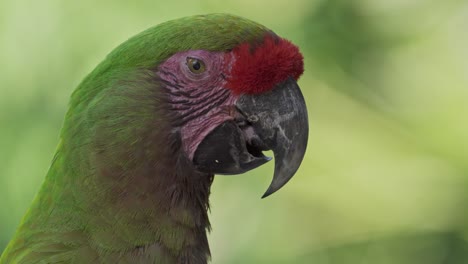 Close-up-of-a-cute-red-fronted-macaw-resting-peacefully-in-nature-and-looking-around